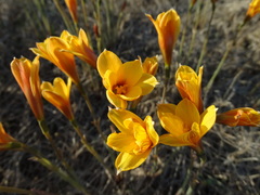 Zephyranthes tubispatha