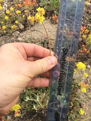 Eriogonum marifolium