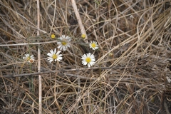 Symphyotrichum moranense