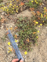 Eriogonum marifolium