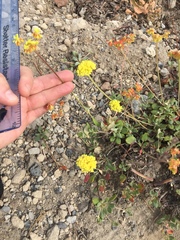 Eriogonum marifolium