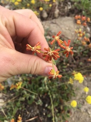 Eriogonum marifolium