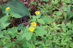 Melampodium divaricatum