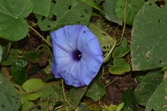 Ipomoea ophiodes