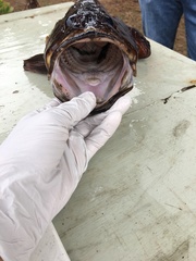 Sebastes rastrelliger