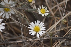 Symphyotrichum moranense
