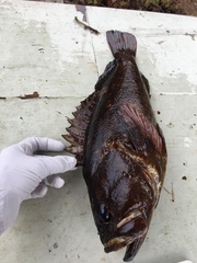 Sebastes rastrelliger