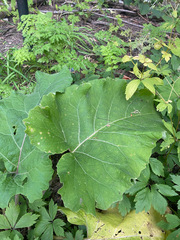 Arctium