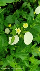 Pseudomussaenda flava