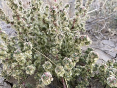Halogeton glomeratus