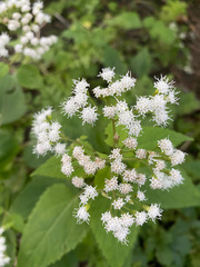 Ageratina altissima
