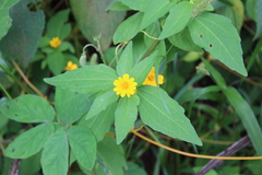 Melampodium divaricatum