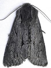 Fishia yosemitae
