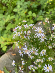 Symphyotrichum cordifolium