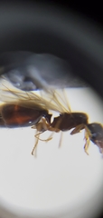 Pheidole subarmata
