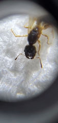 Pheidole subarmata