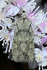 Lithophane disposita