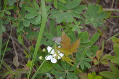 Plebejus samuelis