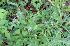 Eryngium beecheyanum
