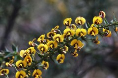 Daviesia nova-anglica