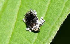 Peridinetus ecuadoricus