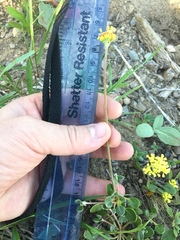 Eriogonum marifolium