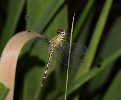 Odonata