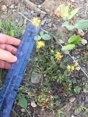 Eriogonum marifolium