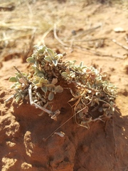 Atriplex gardneri