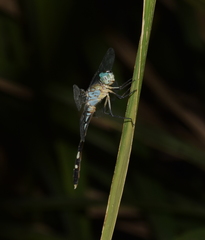 Odonata
