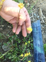 Eriogonum marifolium