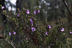 Prostanthera scutellarioides
