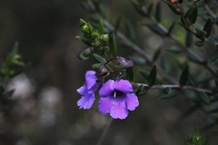 Prostanthera scutellarioides