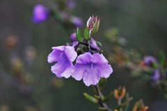 Prostanthera scutellarioides