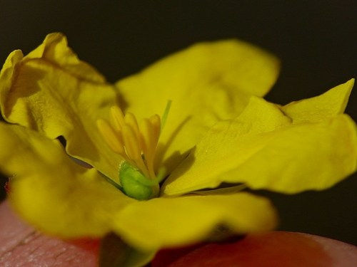 Image of Prickly Guinea Flower (Hibbertia acicularis) by (c) Max Campbell, some rights reserved (CC BY)