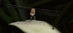 Odonata