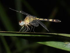 Odonata