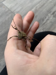 Polyrhaphis angustata