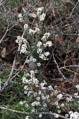 Acrothamnus melaleucoides