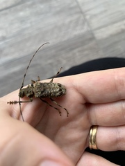 Polyrhaphis angustata