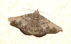 Drepanoperas falcigera