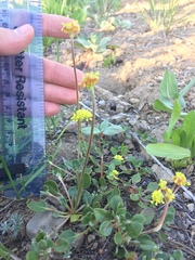 Eriogonum marifolium