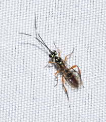 Hymenoptera