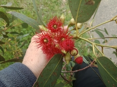 Eucalyptus leucoxylon megalocarpa