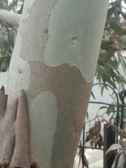 Eucalyptus leucoxylon megalocarpa