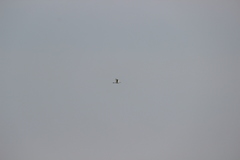 Egretta garzetta nigripes