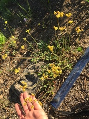 Eriogonum marifolium