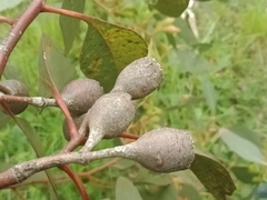 Eucalyptus leucoxylon megalocarpa