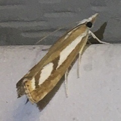 Catoptria latiradiellus