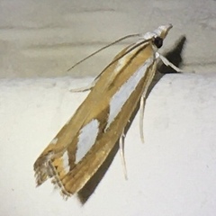 Catoptria latiradiellus